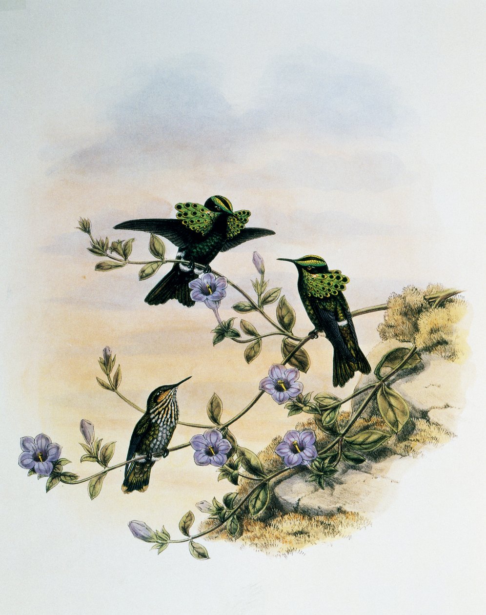 Peacock Coquette (Lophornis pavoninus), grawerowanie z monografii Trochilidae lub Humming Birds (1849-1861), John Gould (1804-1881), Wielka Brytania autorstwa John Gould