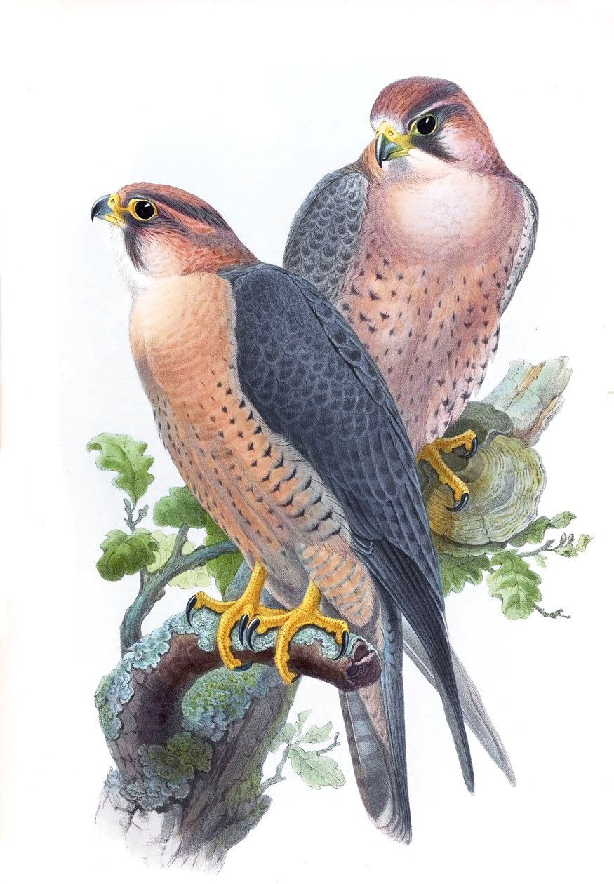 Sokół wędrowny, (Sokół czerwonogłowy) Falco peregrinus babylonicus Sclater autorstwa John Gould