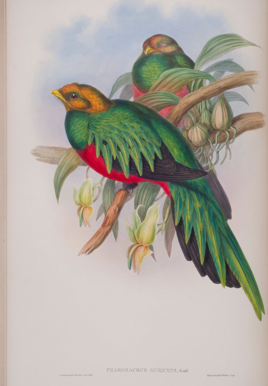 Pharomacrus Auriceps, tablica z The Birds of Great Britain Johna Goulda, opublikowana w latach 1862-73 (litografia ręcznie kolorowana) autorstwa John Gould