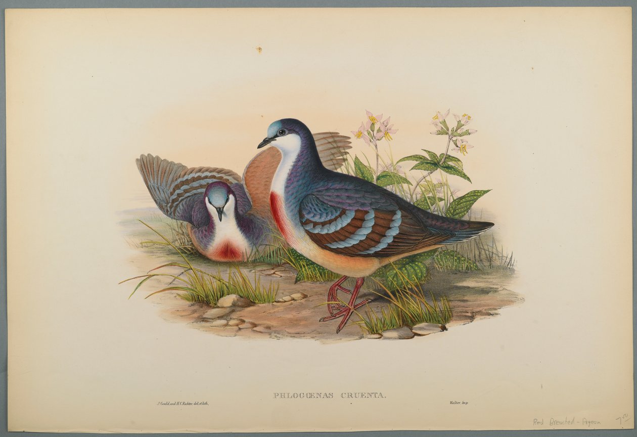 Philogoenas Cruenta (kolor lito na papierze tkanym) autorstwa John Gould