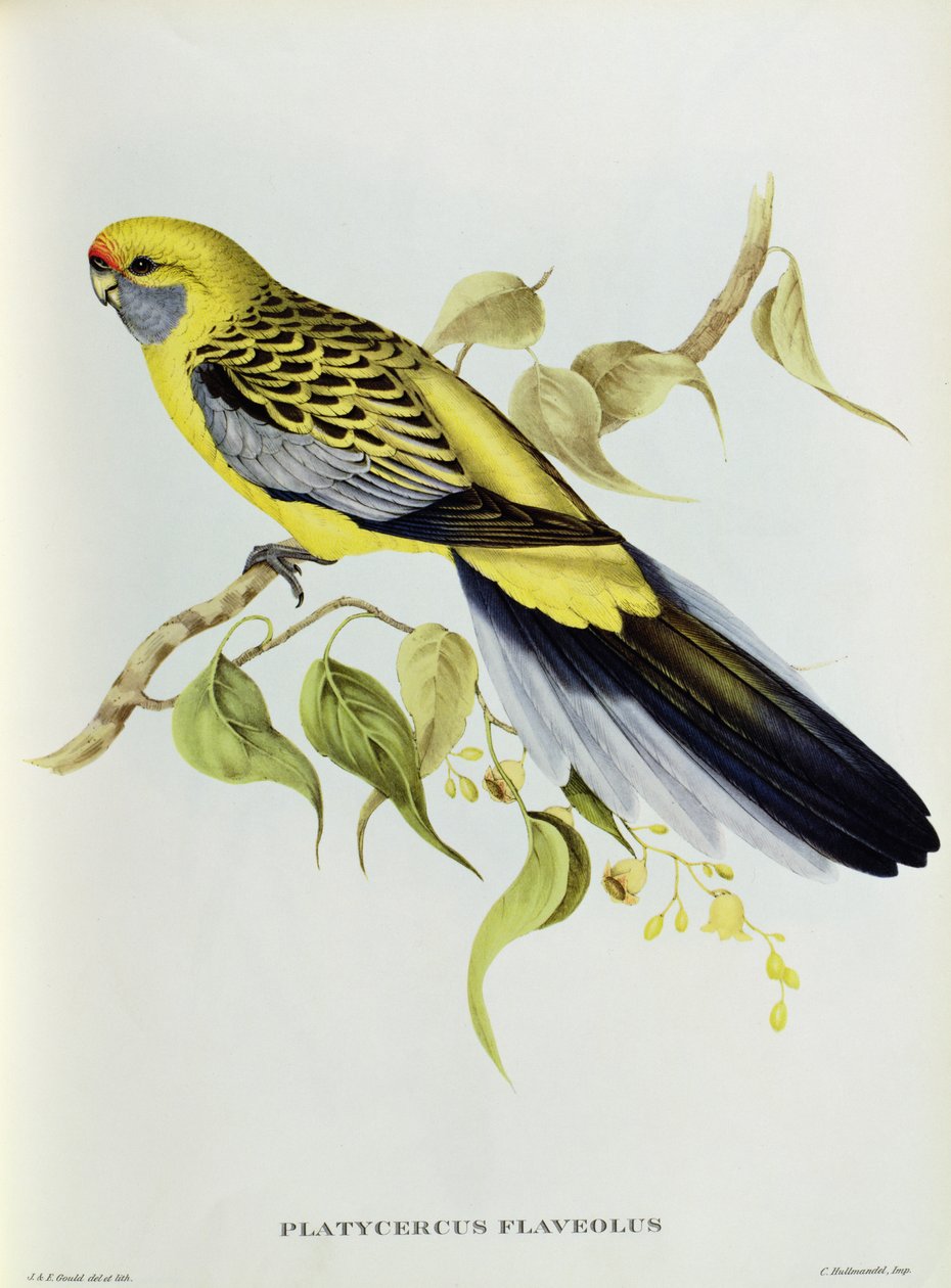 Platycercus Flaveolus autorstwa John Gould