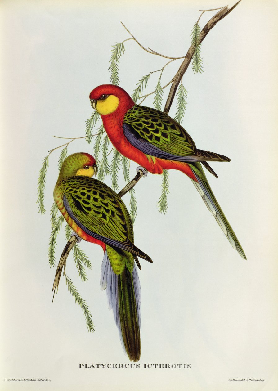 Platycercus Icterotis autorstwa John Gould