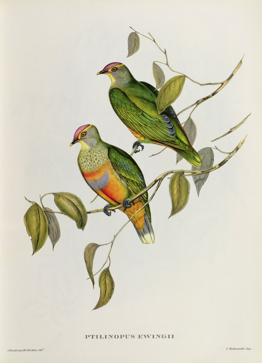 Ptilinopus Ewingii autorstwa John Gould
