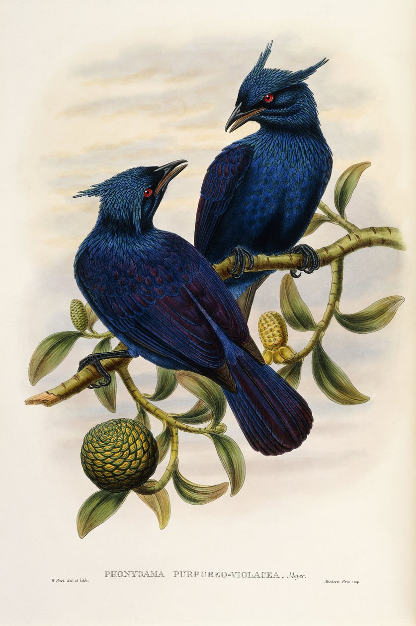 Fioletowy i fioletowy Manucode autorstwa John Gould