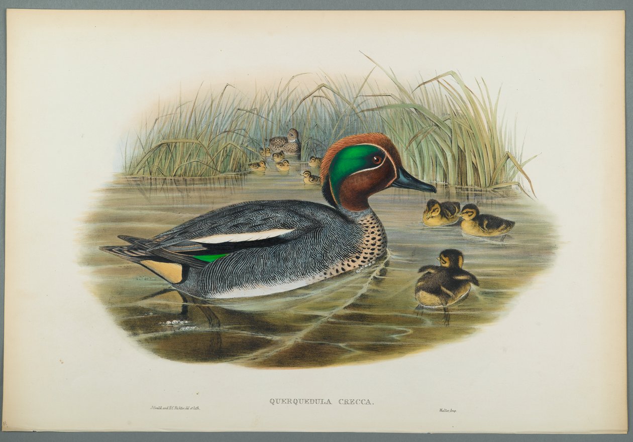 Querquedula Crecca: turkusowy (kolor lito na papierze tkanym) autorstwa John Gould