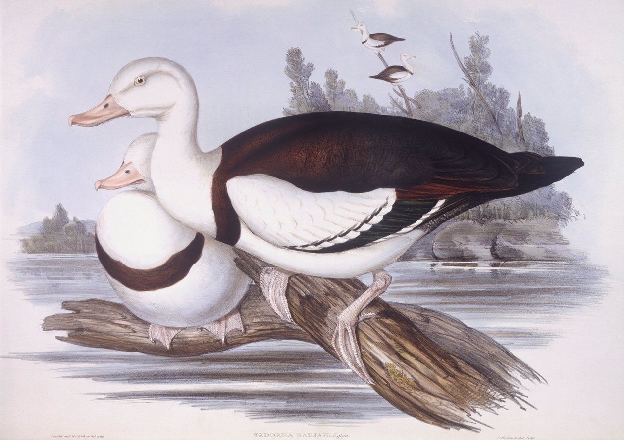 Radjah ohar (Tadorna radjah), Grawerowanie autorstwa Johna Gould autorstwa John Gould