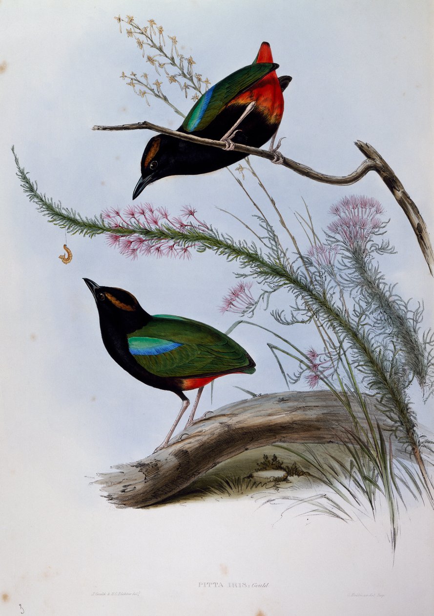 Rainbow Pitta (Pitta iris), grawerowanie z Birds of Australia autorstwa John Gould