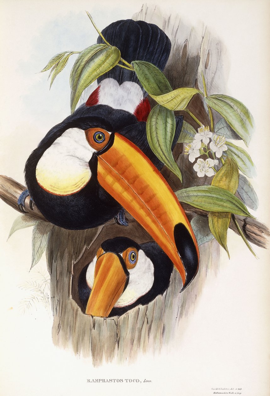 Ramphastos Toco autorstwa John Gould