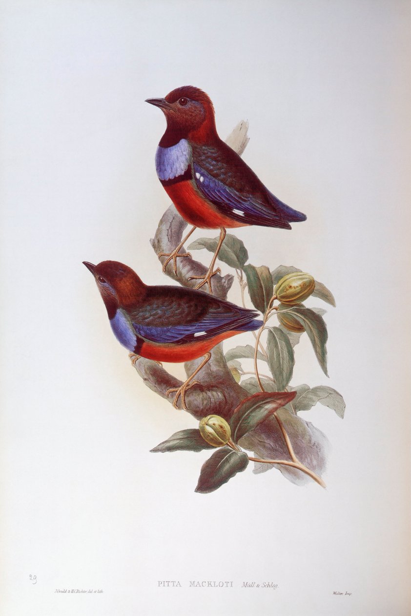 Pitta czerwonobrzucha (erythrogaster Pitta), Grawerowanie autorstwa Johna Gould autorstwa John Gould