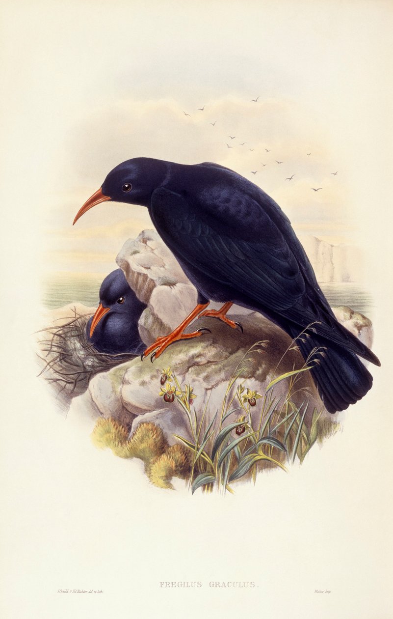Klin czerwonodzioby (Pyrrhocorax pyrrhocorax), Grawerowanie Johna Goulda autorstwa John Gould