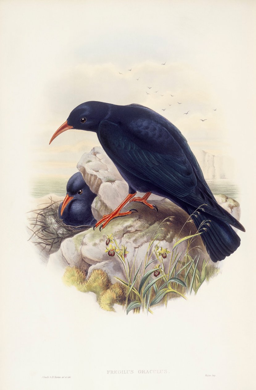 Klin czerwonodzioby (Pyrrhocorax pyrrhocorax), Grawerowanie Johna Goulda autorstwa John Gould