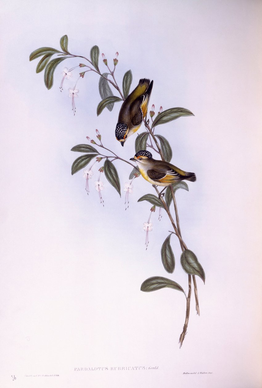 Pardalota czerwonobrązowa (Pardalotus rubricatus), rycina autorstwa Johna Goulda autorstwa John Gould