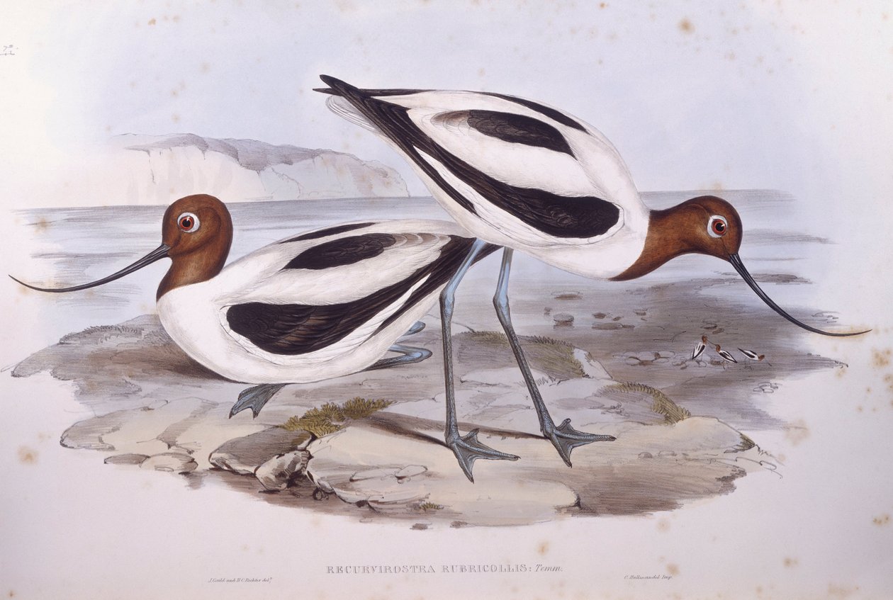 Szaszłyk szablasty (Recurvirostra novaehollandiae), Grawerowanie Johna Gould autorstwa John Gould