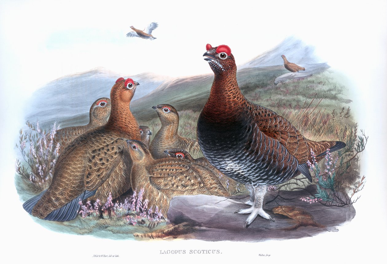 Cietrzew zwyczajny Lagopus lagopus scotica autorstwa John Gould
