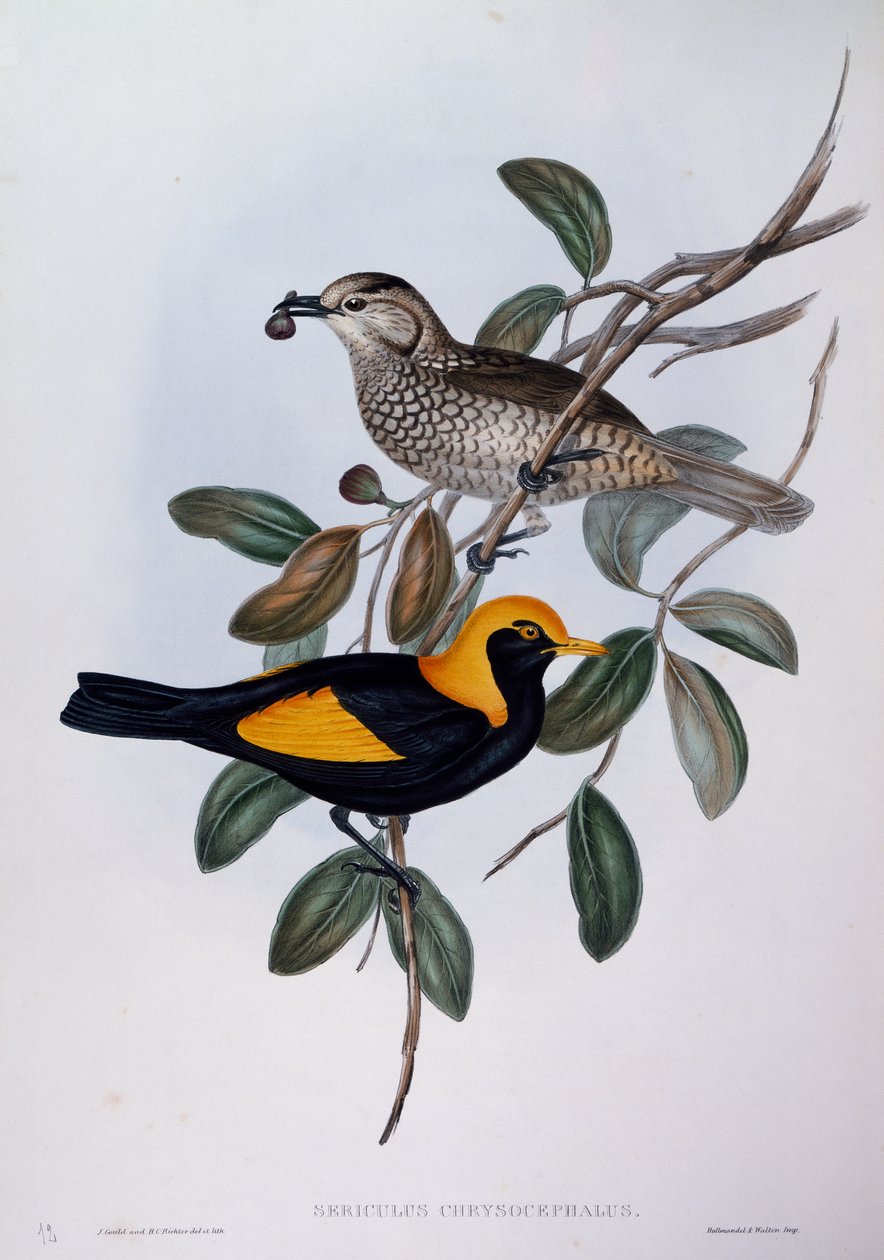 Regent Bowerbird (Sericulus chrysocephalus), grawerowanie z Birds of Australia autorstwa John Gould