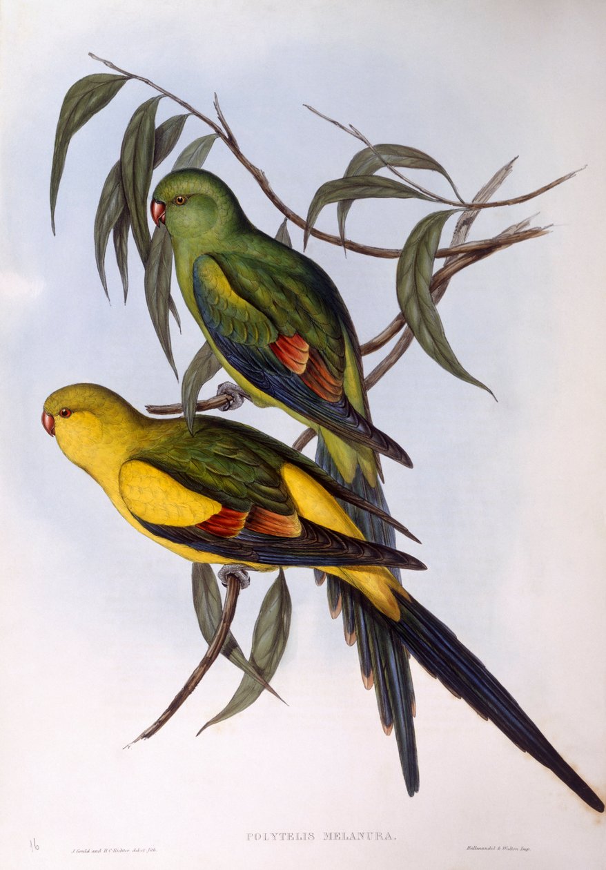 Papuga Regent (Polytelis anhopeplus), Grawerowanie autorstwa Johna Gould autorstwa John Gould