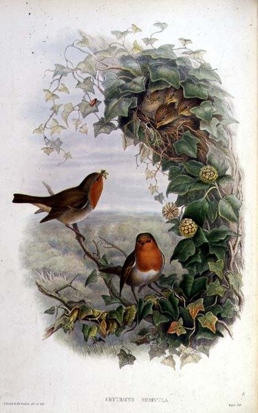 Rudzik autorstwa John Gould