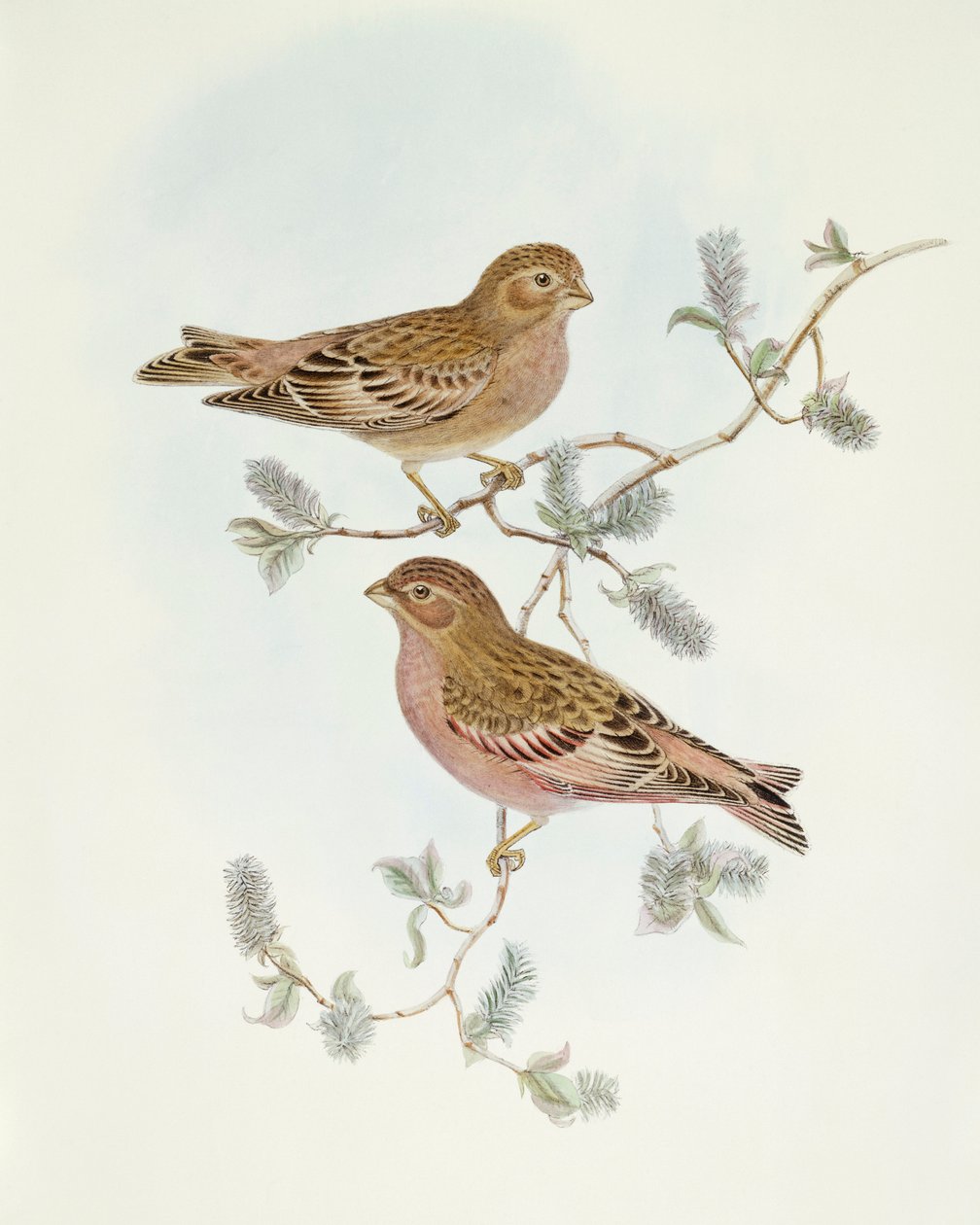 Zięba różowa (Erythrospiza incarnata), rycina Johna Goulda autorstwa John Gould