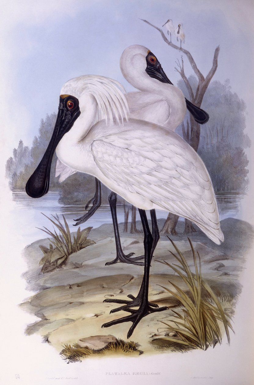 Warzęcha królewska (Platalea regia), Grawerowanie Johna Gould autorstwa John Gould