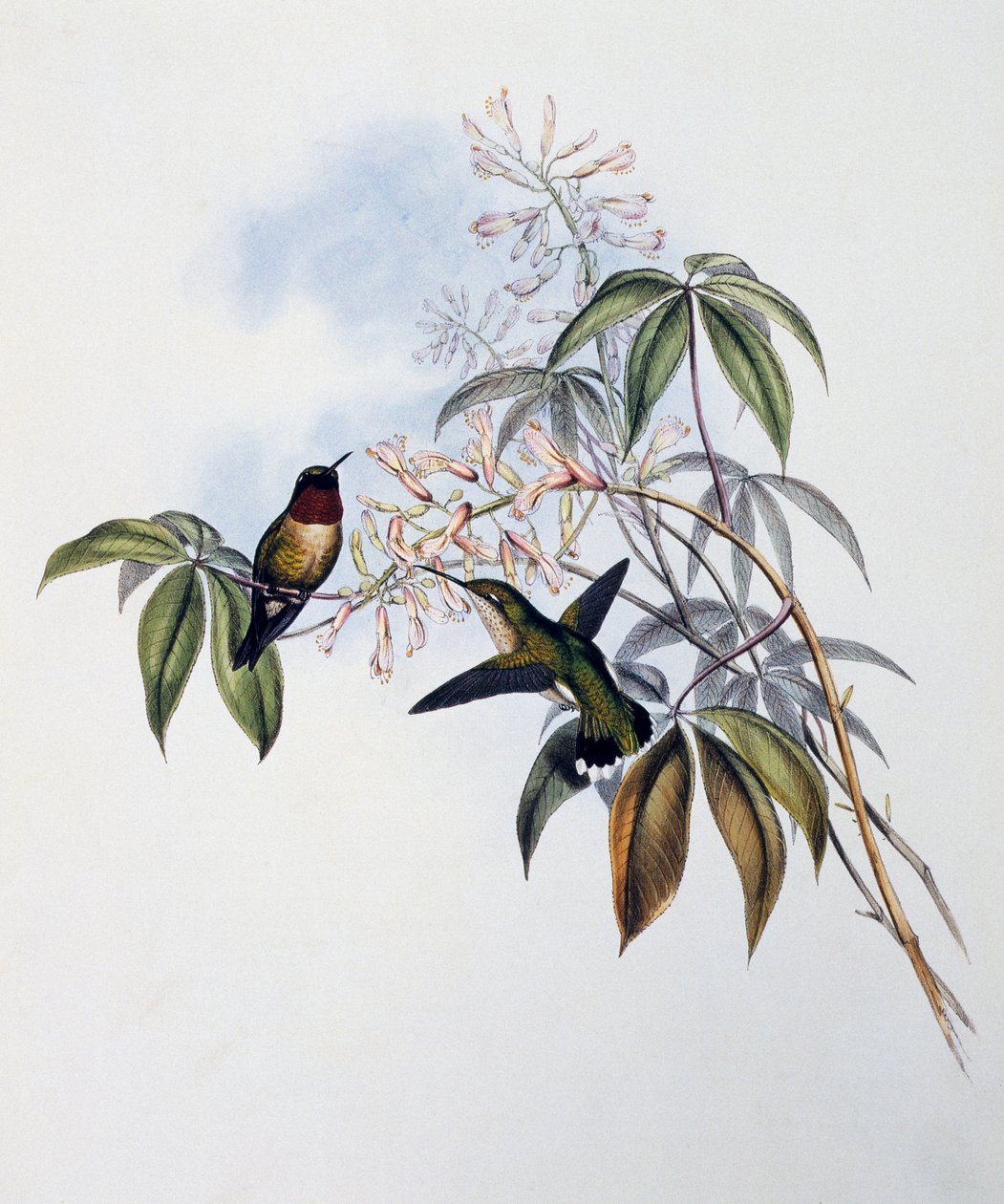 Koliber rubinobrody (Archilochus colubris), grawerowanie z monografii Trochilidae lub kolibrów (1849-1861), John Gould (1804-1881), Wielka Brytania autorstwa John Gould