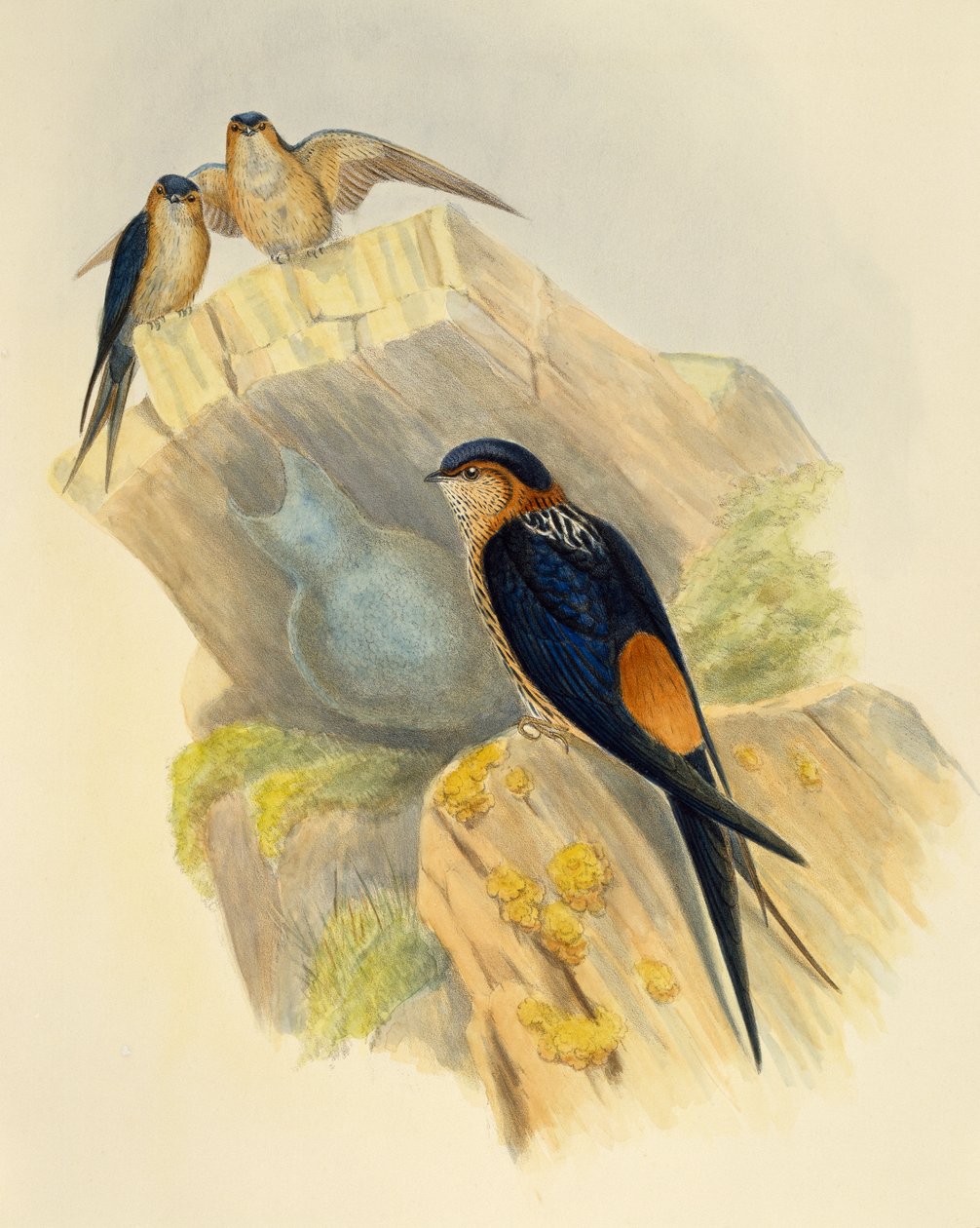 Rufous-bellied Swallow (Hirundo daurica), grawerowanie przez Johna Goulda (1804-1881), Wielka Brytania autorstwa John Gould