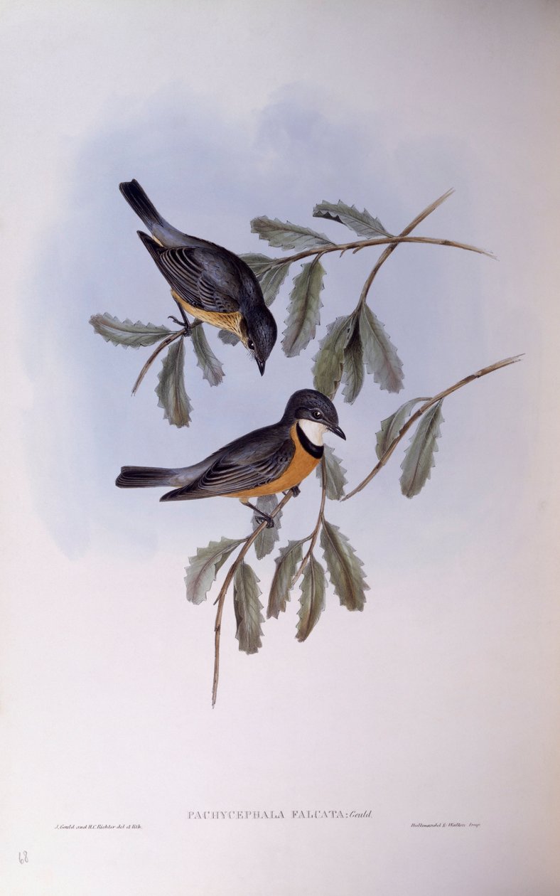 Ryży gwizdek (Pachycephala rufiventris), Grawerowanie Johna Gould autorstwa John Gould