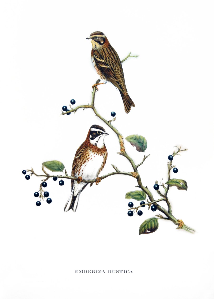 Trznadel, ptaki z Azji (Chiny i Japonia), rycina z książki Johna Goulda (1804-1881) "Ptaki tropikalne" autorstwa John Gould