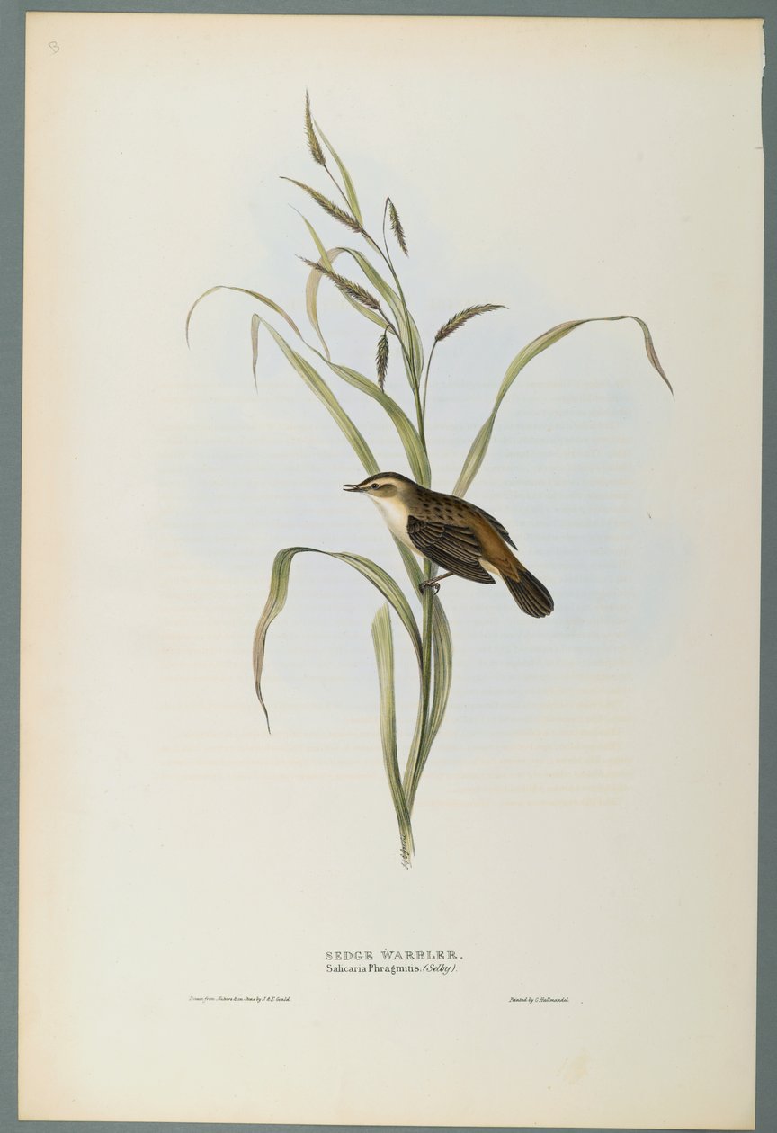 Salicaria Phragmatis: Pokrzewka (kolor lito na papierze tkanym) autorstwa John Gould