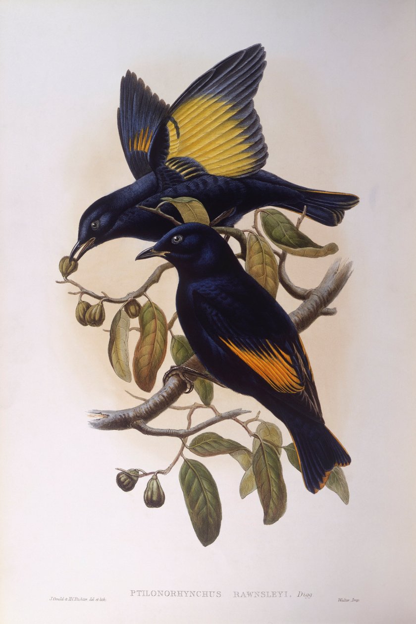 Altana satynowa (Ptilonorhynchus violaceus), Grawerowanie Johna Gould autorstwa John Gould