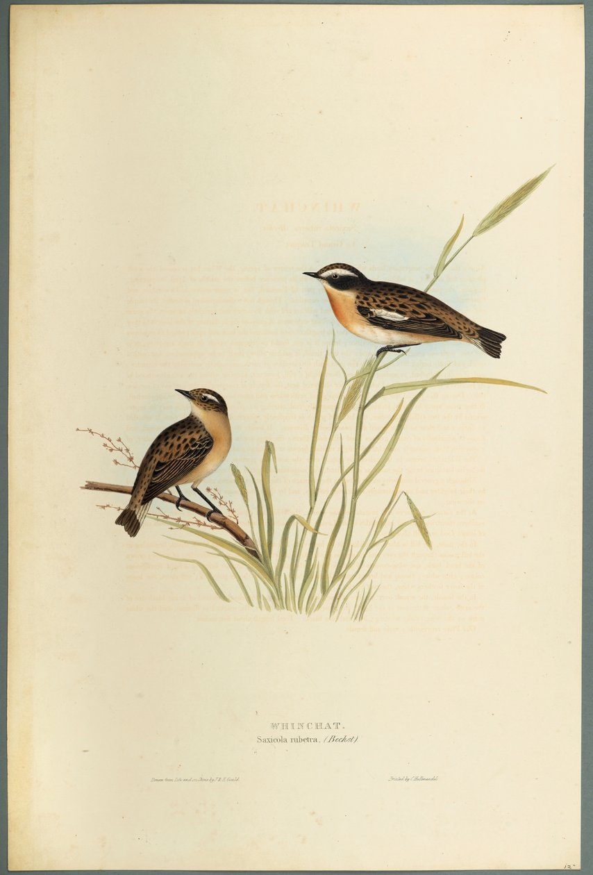 Saxicola Rubetra - Pokląskwa (kolor lito na papierze tkanym) autorstwa John Gould