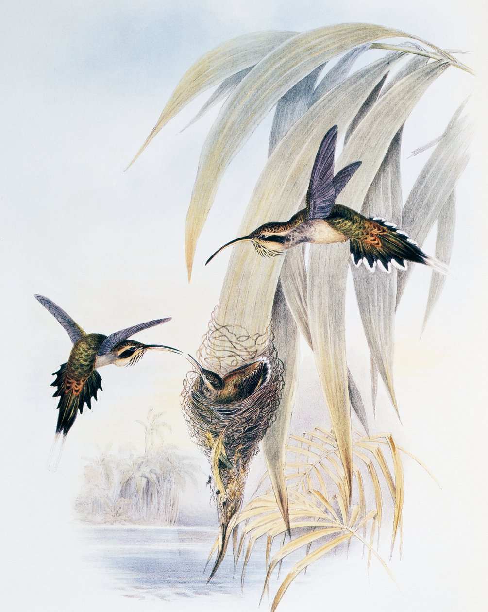 Pustelnik łuskowaty (Phaethornis eurynome), grawerowanie z monografii Trochilidae lub kolibrów (1849-1861), Johna Goulda (1804-1881), Wielka Brytania autorstwa John Gould