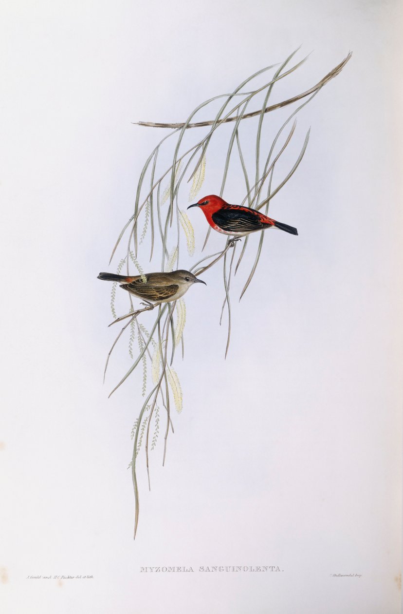 Szkarłatna myzomela (Myzomela sanguinolenta), Grawerowanie autorstwa Johna Gould autorstwa John Gould