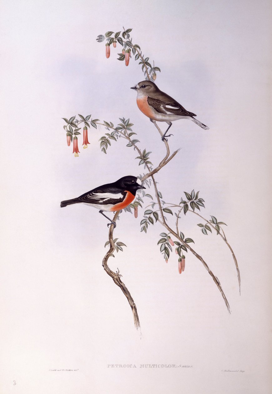 Szkarłatny rudzik (Petroica wielokolorowy), Grawerowanie autorstwa Johna Gould autorstwa John Gould