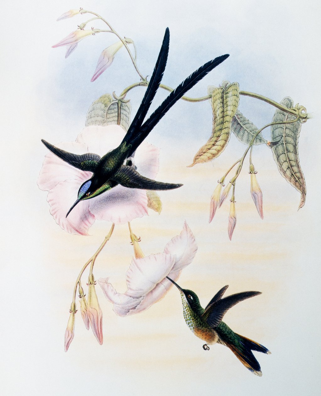 Koliber nożycowy (Hylonympha macrocerca), grawerowanie z monografii Trochilidae lub kolibrów (1849-1861), Johna Goulda (1804-1881), Wielka Brytania autorstwa John Gould