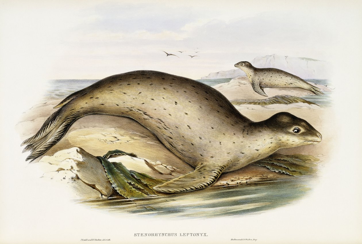 Lampart morski autorstwa John Gould