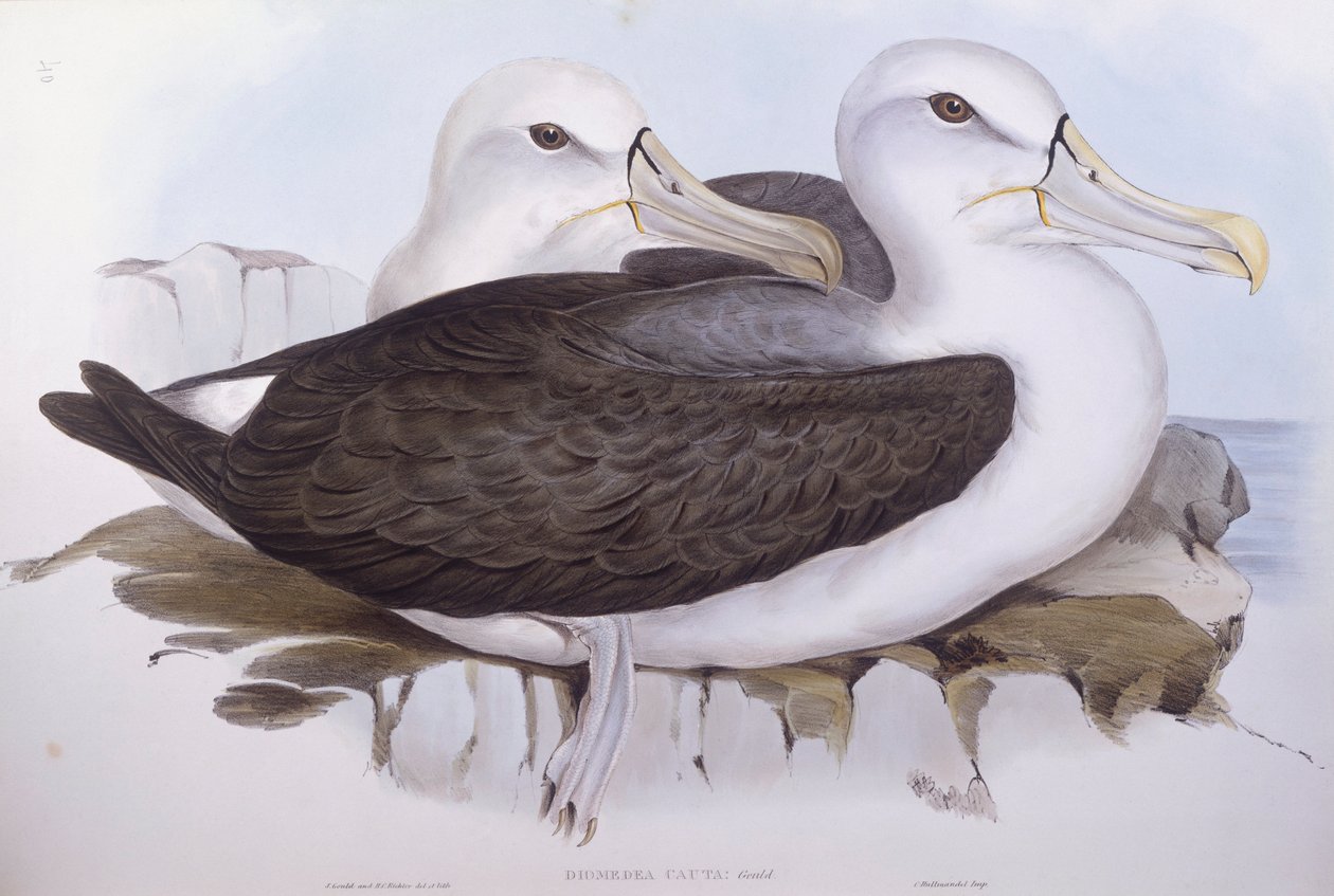 Albatros nieśmiały (Diomedea o Thalassarche cauta), Grawerowanie Johna Goulda autorstwa John Gould