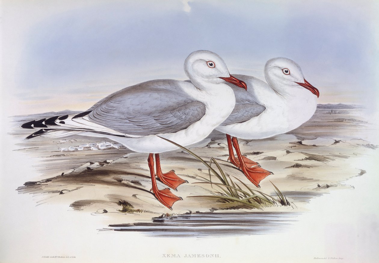 Mewa srebrzysta (Larus novaehollandiae), Grawerowanie Johna Gould autorstwa John Gould