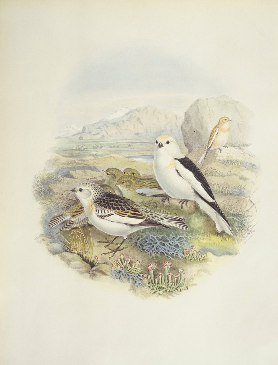 Trznadel śnieżny (Plectrophenax nivalis), ilustracja autorstwa John Gould