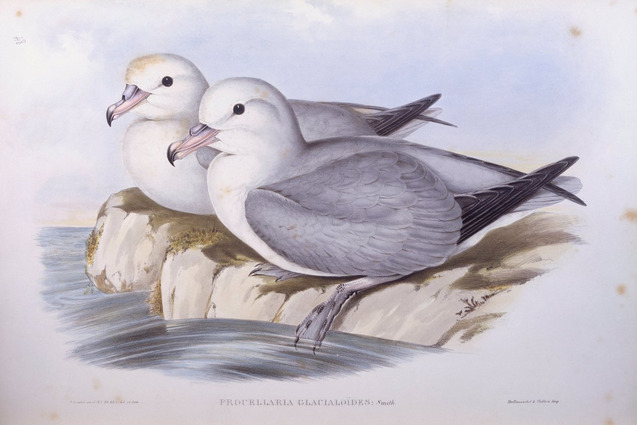 Południowy fulmar (Fulmarus glacialoides), Grawerowanie Johna Gould autorstwa John Gould
