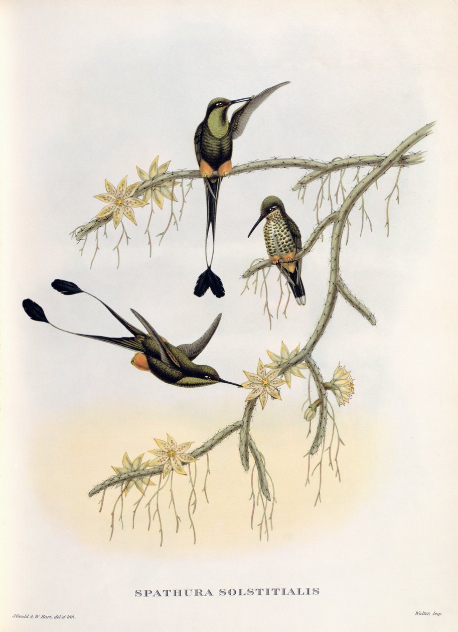 Spathura Solstitialis autorstwa John Gould