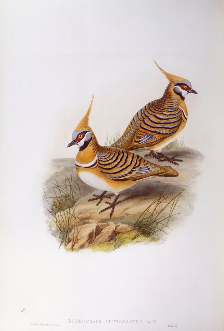 Gołąb Spinifex (Lophophaps lub Geophaps plumifera leucogaster), Grawerowanie Johna Goulda autorstwa John Gould