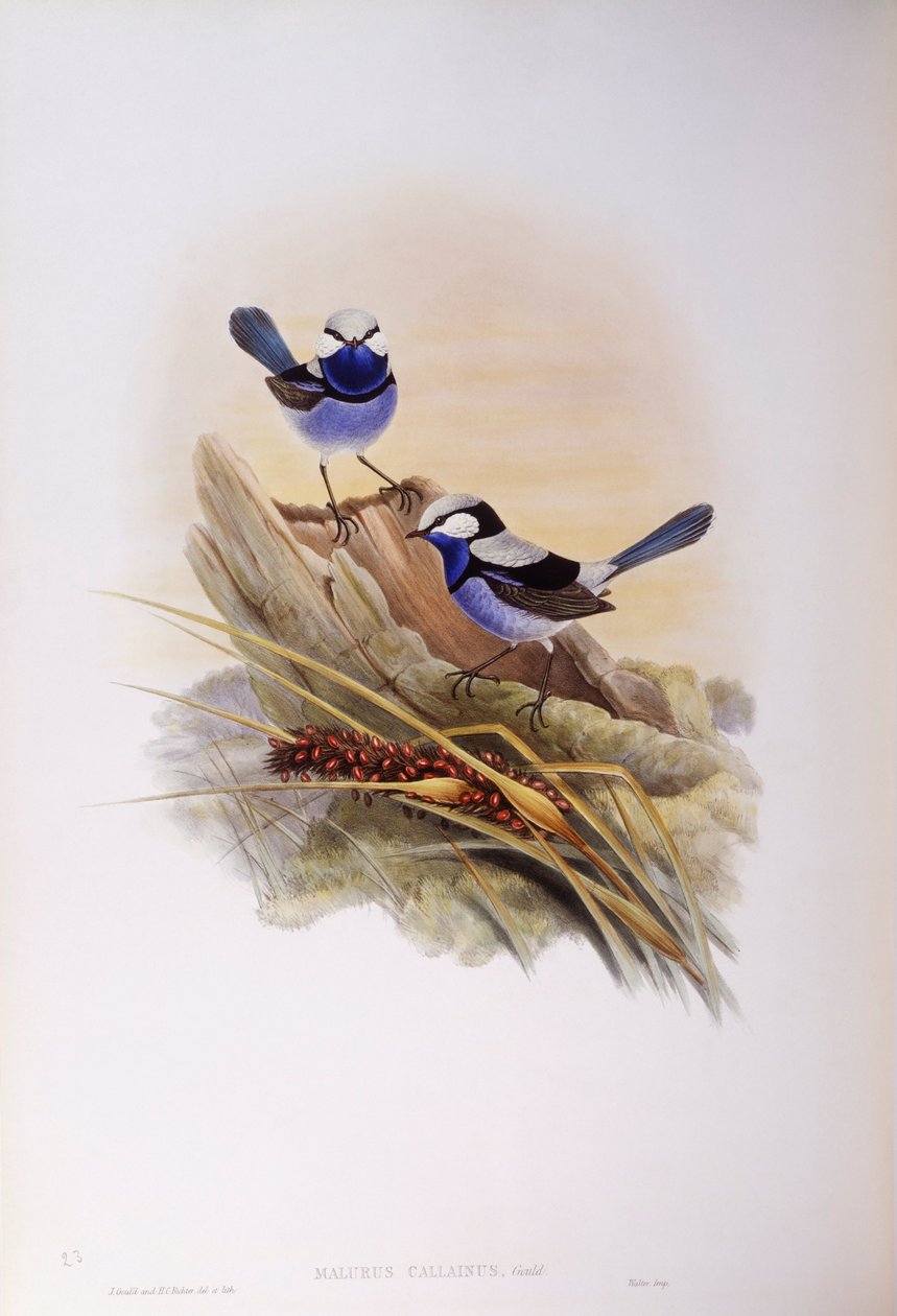 Splendid fairywren (Malurus splendens), Grawerowanie autorstwa Johna Gould autorstwa John Gould