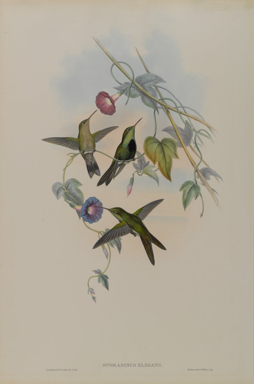 Sporadinus Elegans: Św. Domingo Koliber autorstwa John Gould