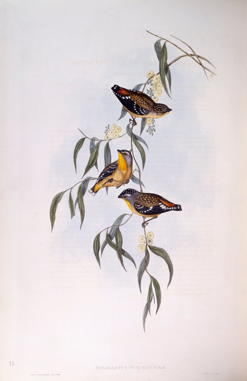 Pardalota cętkowana (Pardalotus punctatus), Grawerowanie Johna Gould autorstwa John Gould