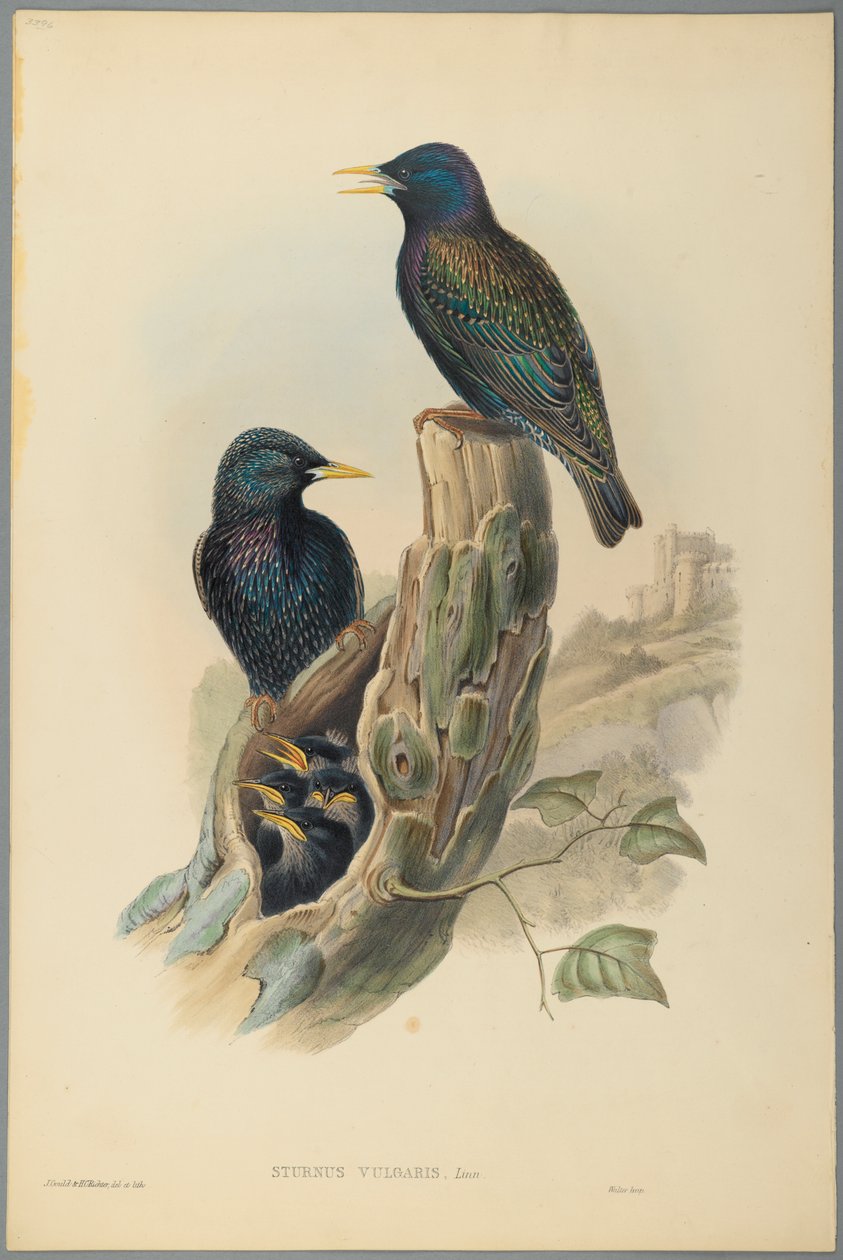 Szpak: Sturnus Vulgaris (Linn) (kolor lito na papierze tkanym) autorstwa John Gould
