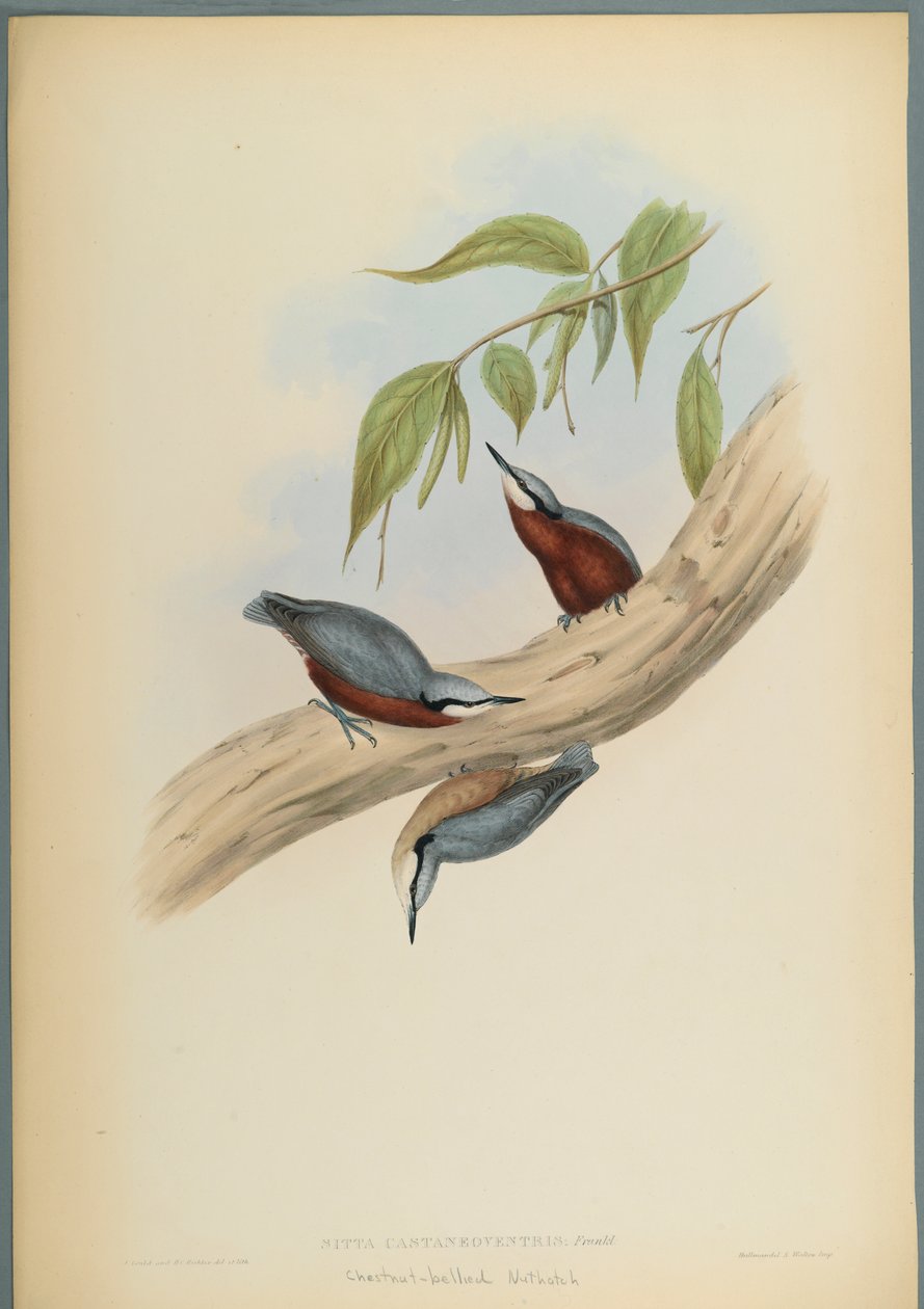 Stila Castaneoventris, Kowalik Kasztanowy (kolor lito na papierze tkanym) autorstwa John Gould