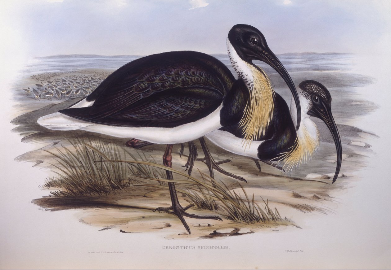 Ibis słomiany (Threskiornis spinicollis), Grawerowanie Johna Gould autorstwa John Gould