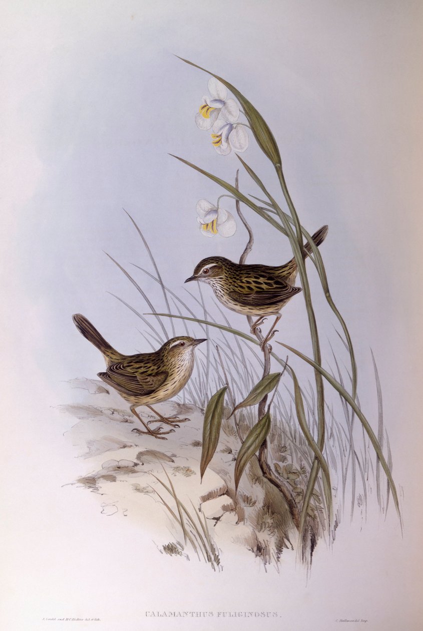 Tatarak prążkowany (Calamanthus fuliginosus), Grawerowanie Johna Gould autorstwa John Gould