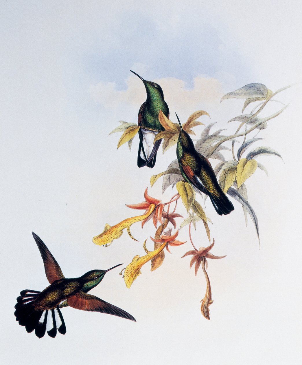Koliber pręgowany (Eupherusa eximia), grawerowanie z monografii Trochilidae lub kolibrów (1849-1861), John Gould (1804-1881), Wielka Brytania autorstwa John Gould