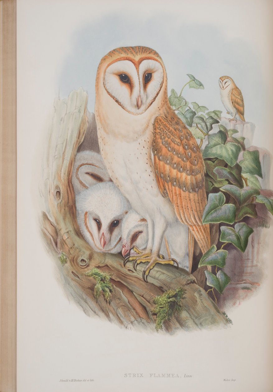 Strix Flammea, płyta z The Birds of Great Britain autorstwa Johna Goulda, wydana w latach 1862-73 (litografia ręcznie kolorowana) autorstwa John Gould